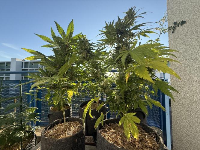 #2026 Balkon GROW Germany - Red Poison. Week 8 - Day #57