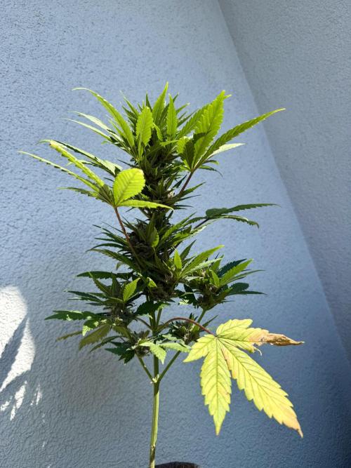 #2026 Balkon GROW Germany - Red Poison. Week 8 - Day #57