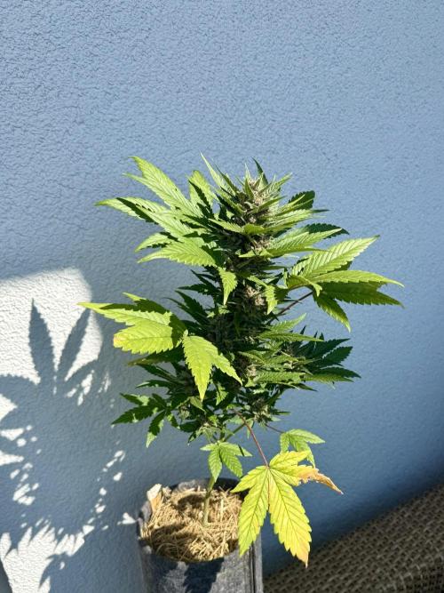 #2026 Balkon GROW Germany - Red Poison. Week 8 - Day #57