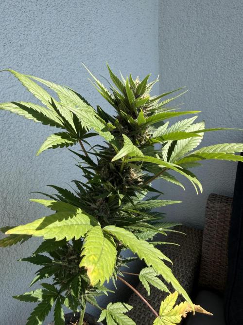 #2026 Balkon GROW Germany - Red Poison. Week 8 - Day #57