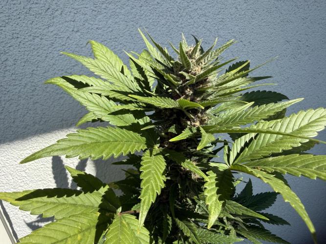 #2026 Balkon GROW Germany - Red Poison. Week 8 - Day #57