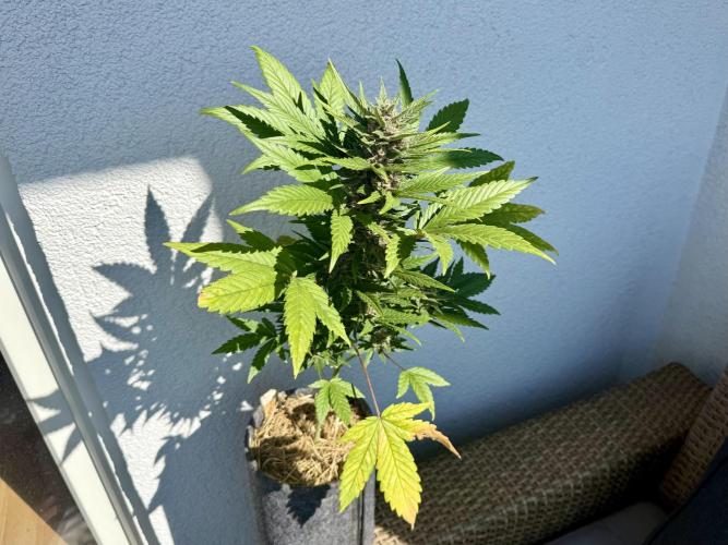 #2026 Balkon GROW Germany - Red Poison. Week 8 - Day #57