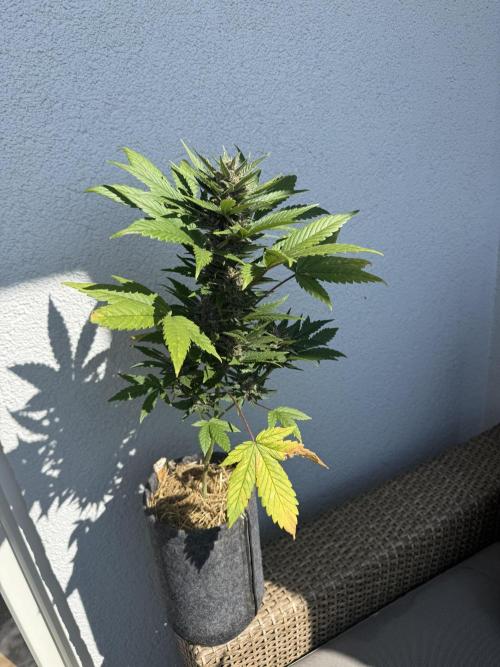 #2026 Balkon GROW Germany - Red Poison. Week 8 - Day #57