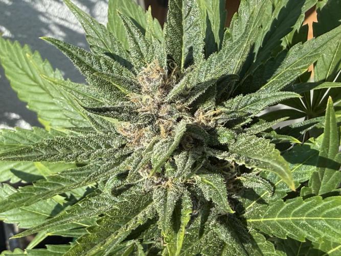 #2026 Balkon GROW Germany - Red Poison. Week 8 - Day #57