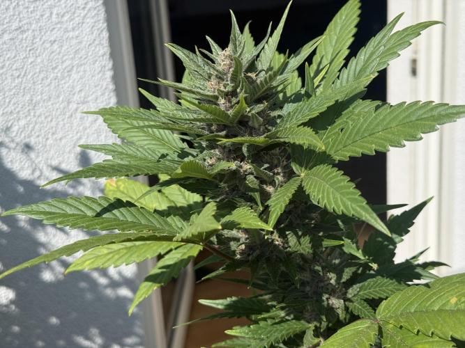 #2026 Balkon GROW Germany - Red Poison. Week 8 - Day #57