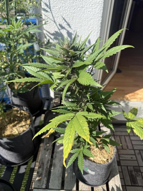 #2026 Balkon GROW Germany - Red Poison. Week 8 - Day #57