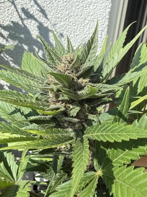 Red Poison Auto. Week 8