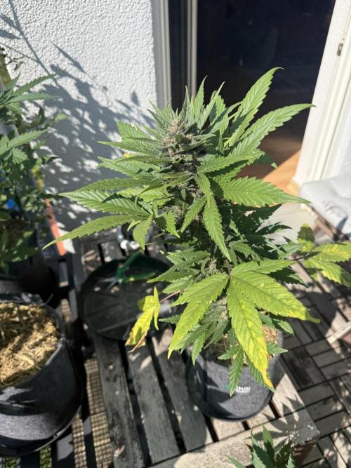 #2026 Balkon GROW Germany - Red Poison. Week 8 - Day #57