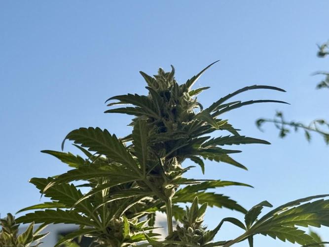 #2026 Balkon GROW Germany - Runtz. Week 10 - Day #73