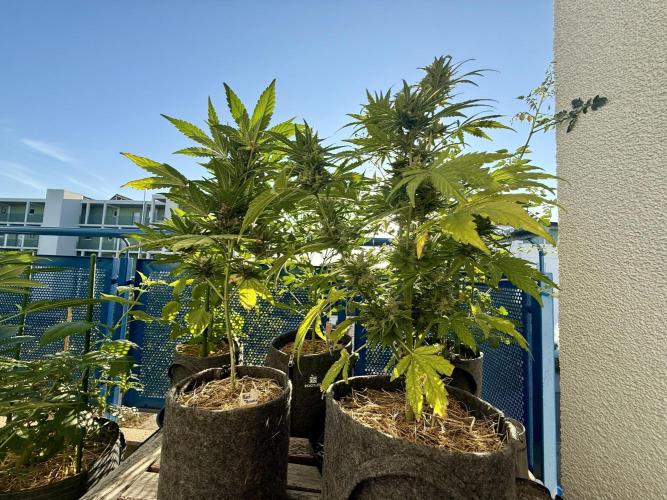 #2026 Balkon GROW Germany - Runtz. Week 10 - Day #73