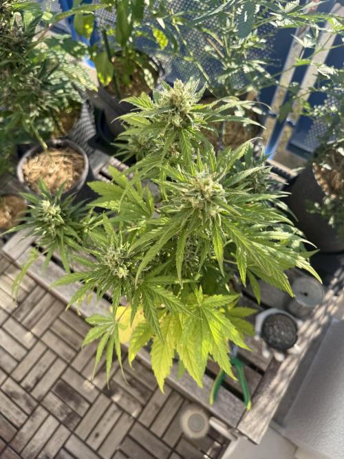 #2026 Balkon GROW Germany - Runtz. Week 10 - Day #73