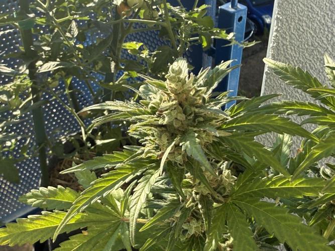 #2026 Balkon GROW Germany - Runtz. Week 10 - Day #73