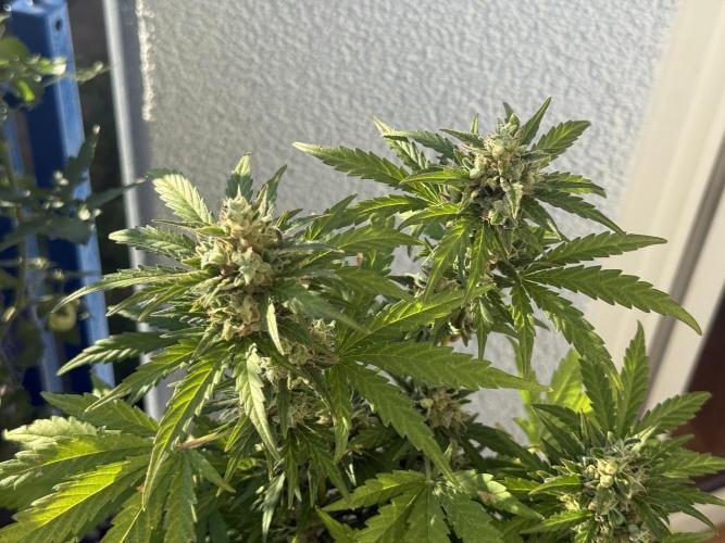 #2026 Balkon GROW Germany - Runtz. Week 10 - Day #73
