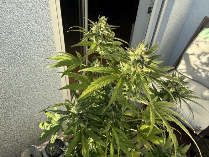 #2026 Balkon GROW Germany - Runtz. Week 10 - Day #73