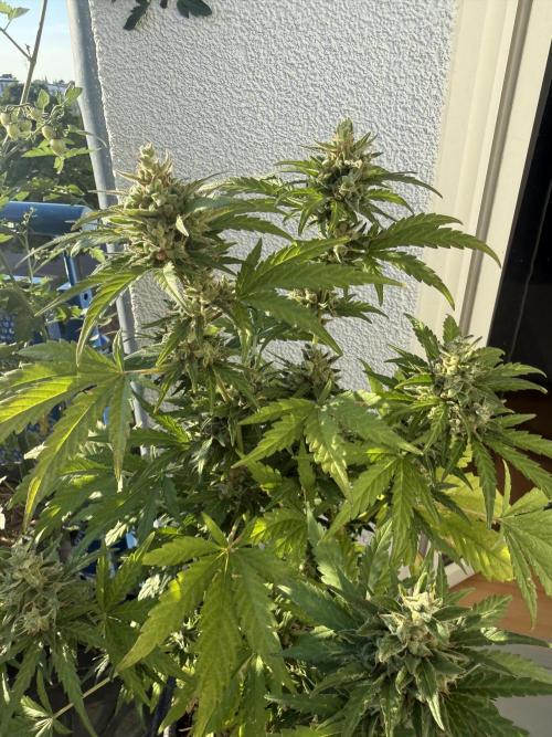 #2026 Balkon GROW Germany - Runtz. Week 10 - Day #73