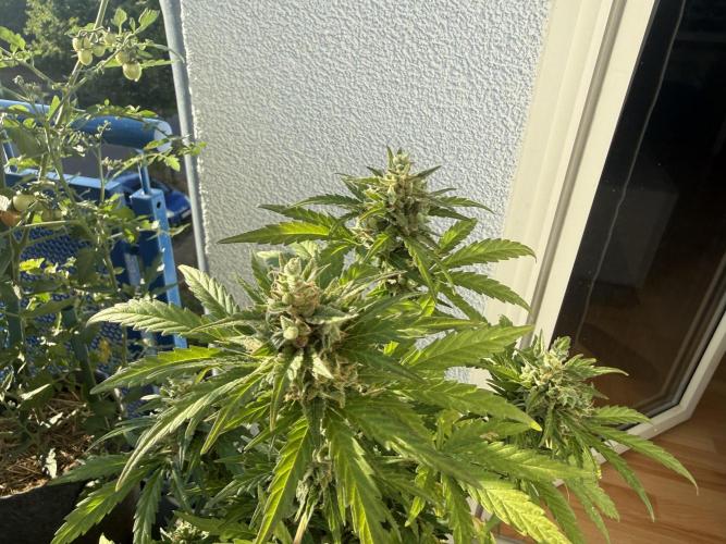 #2026 Balkon GROW Germany - Runtz. Week 10 - Day #73