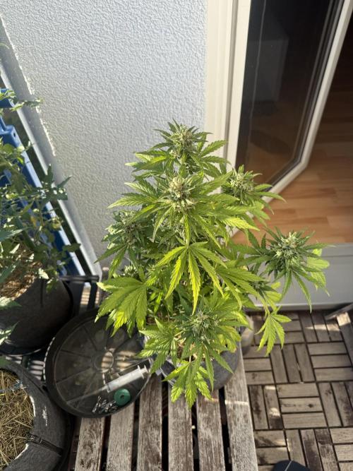 #2026 Balkon GROW Germany - Runtz. Week 10 - Day #73