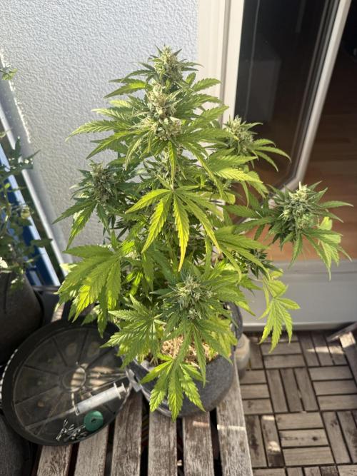 #2026 Balkon GROW Germany - Runtz. Week 10 - Day #73