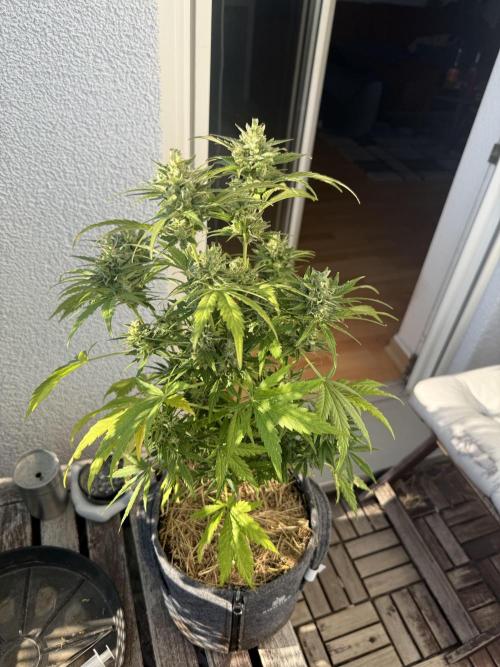 #2026 Balkon GROW Germany - Runtz. Week 10 - Day #73
