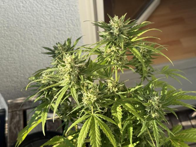 #2026 Balkon GROW Germany - Runtz. Week 10 - Day #73