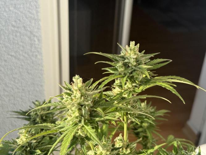 #2026 Balkon GROW Germany - Runtz. Week 10 - Day #73
