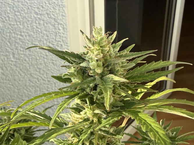 #2026 Balkon GROW Germany - Runtz. Week 10 - Day #73