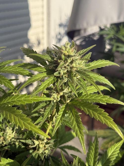 #2026 Balkon GROW Germany - Runtz. Week 10 - Day #73