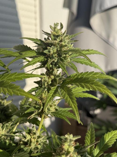 #2026 Balkon GROW Germany - Runtz. Week 10 - Day #73