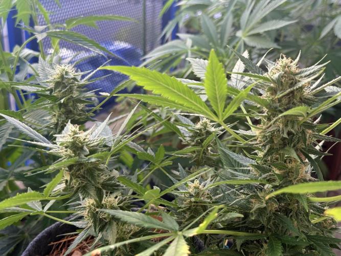 #2026 Balkon GROW Germany - Maui Wowie. Week 9 - Day #61