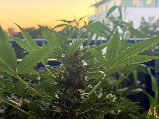 #2026 Balkon GROW Germany - Maui Wowie. Week 9 - Day #61