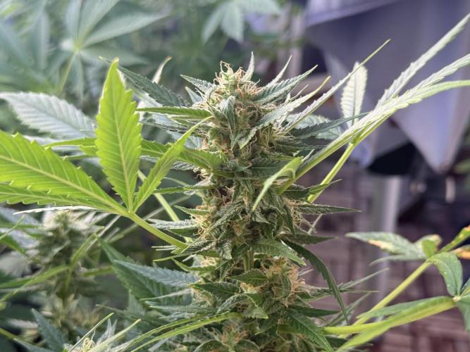 #2026 Balkon GROW Germany - Maui Wowie. Week 9 - Day #61