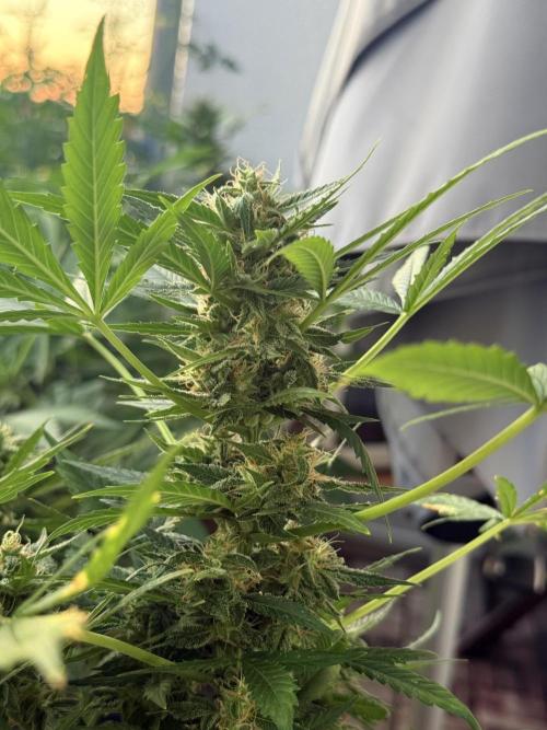 #2026 Balkon GROW Germany - Maui Wowie. Week 9 - Day #61