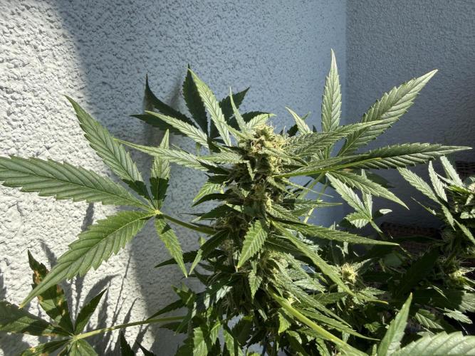#2026 Balkon GROW Germany - Maui Wowie. Week 9 - Day #61