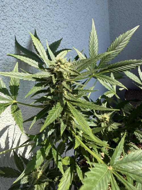 #2026 Balkon GROW Germany - Maui Wowie. Week 9 - Day #61