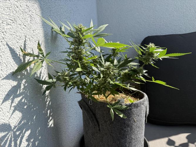 #2026 Balkon GROW Germany - Maui Wowie. Week 9 - Day #61
