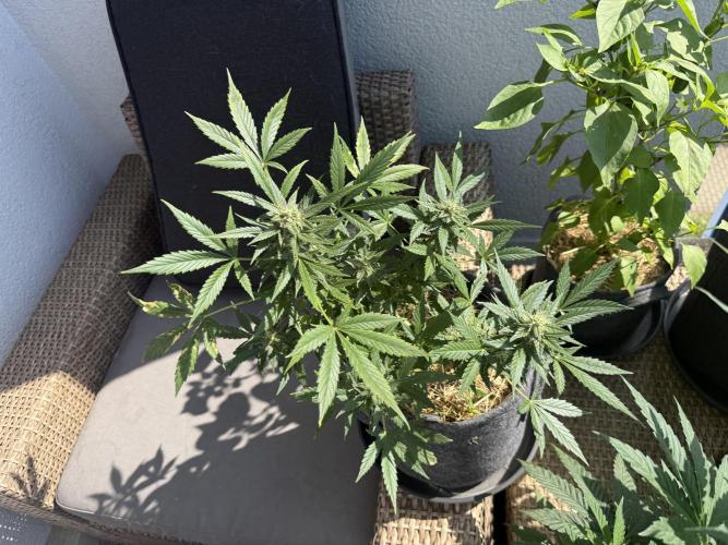 #2026 Balkon GROW Germany - Maui Wowie. Week 9 - Day #61