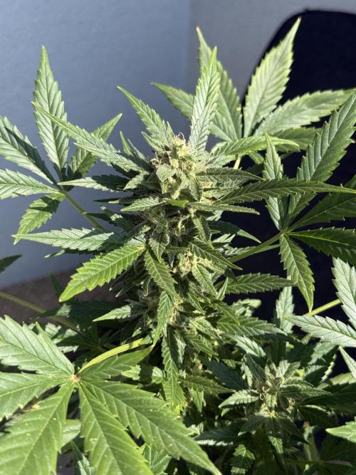 #2026 Balkon GROW Germany - Maui Wowie. Week 9 - Day #61