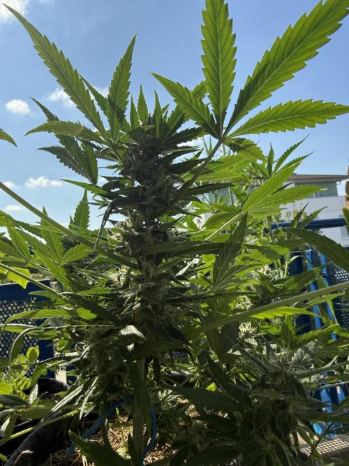 #2026 Balkon GROW Germany - Maui Wowie. Week 9 - Day #61