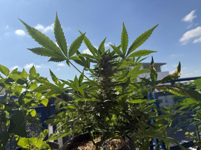 #2026 Balkon GROW Germany - Maui Wowie. Week 9 - Day #61