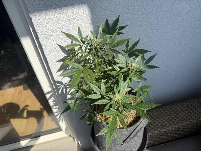 #2026 Balkon GROW Germany - Maui Wowie. Week 9 - Day #61