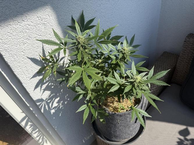 #2026 Balkon GROW Germany - Maui Wowie. Week 9 - Day #61