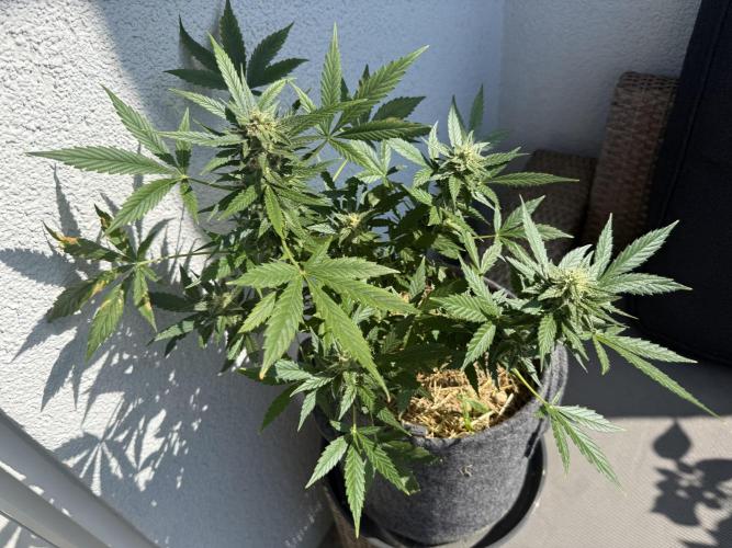 #2026 Balkon GROW Germany - Maui Wowie. Week 9 - Day #61