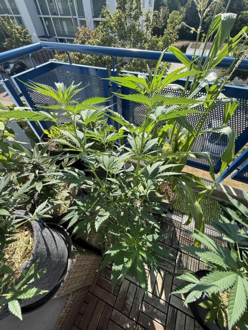#2026 Balkon GROW Germany - All Gas OG. Week 9 - Day #61