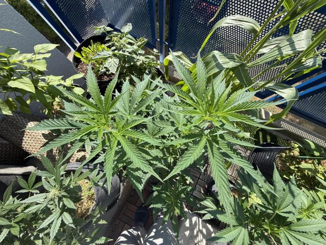 #2026 Balkon GROW Germany - All Gas OG. Week 9 - Day #61