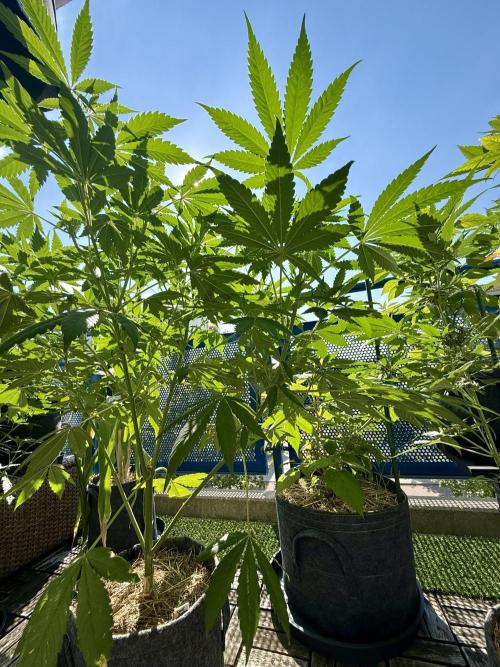 #2026 Balkon GROW Germany - All Gas OG. Week 9 - Day #61