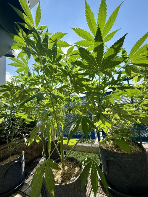 All Gas OG Autoflower. Week 9
