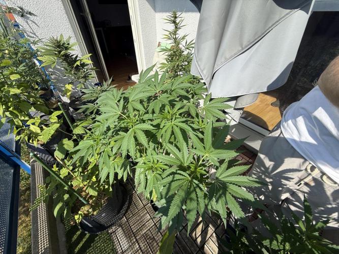 #2026 Balkon GROW Germany - Zkittels. Week 9 - Day #64