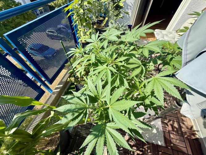 #2026 Balkon GROW Germany - Zkittels. Week 9 - Day #64