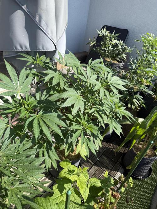 #2026 Balkon GROW Germany - Zkittels. Week 9 - Day #64
