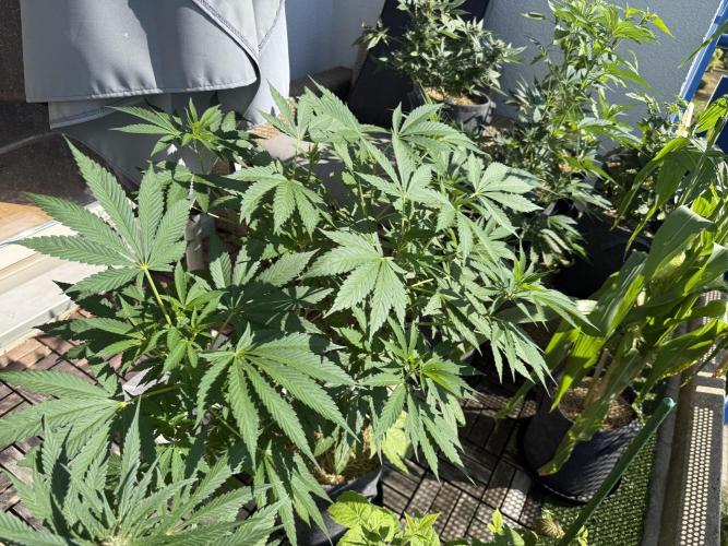 #2026 Balkon GROW Germany - Zkittels. Week 9 - Day #64
